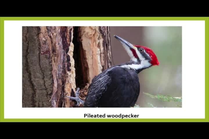 Thumbnail image for Ask Verma [Avian Advice] 5/21