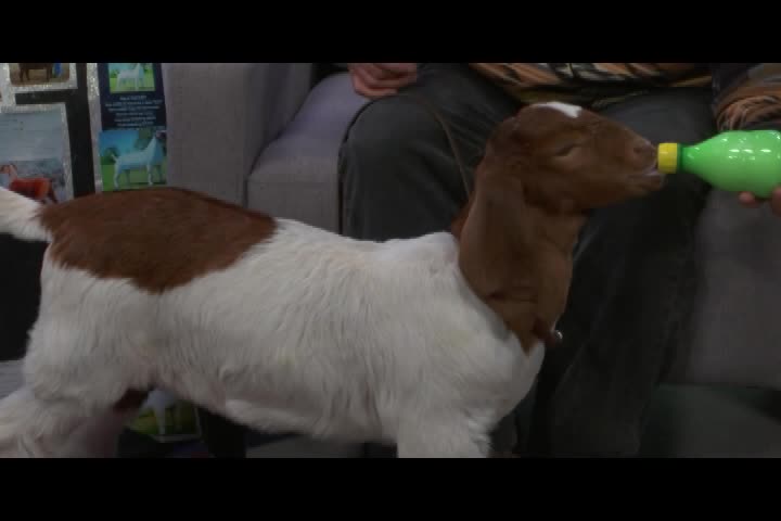 Thumbnail image for Fur Fins and Feathers [Ep 126] 5/21