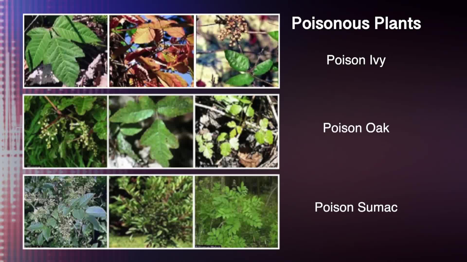 Thumbnail image for For Your Health [Poisonous Plants] 6/21