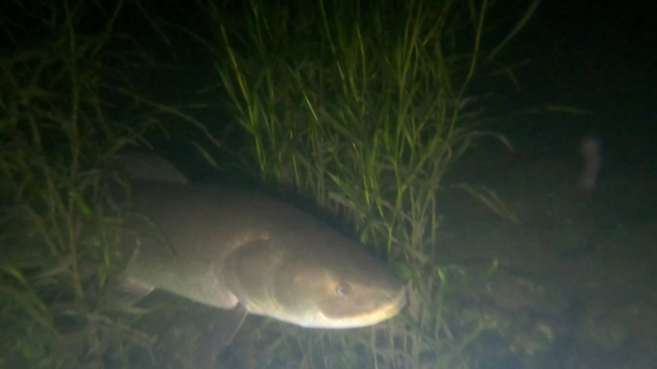 Graham Montague Episode 7