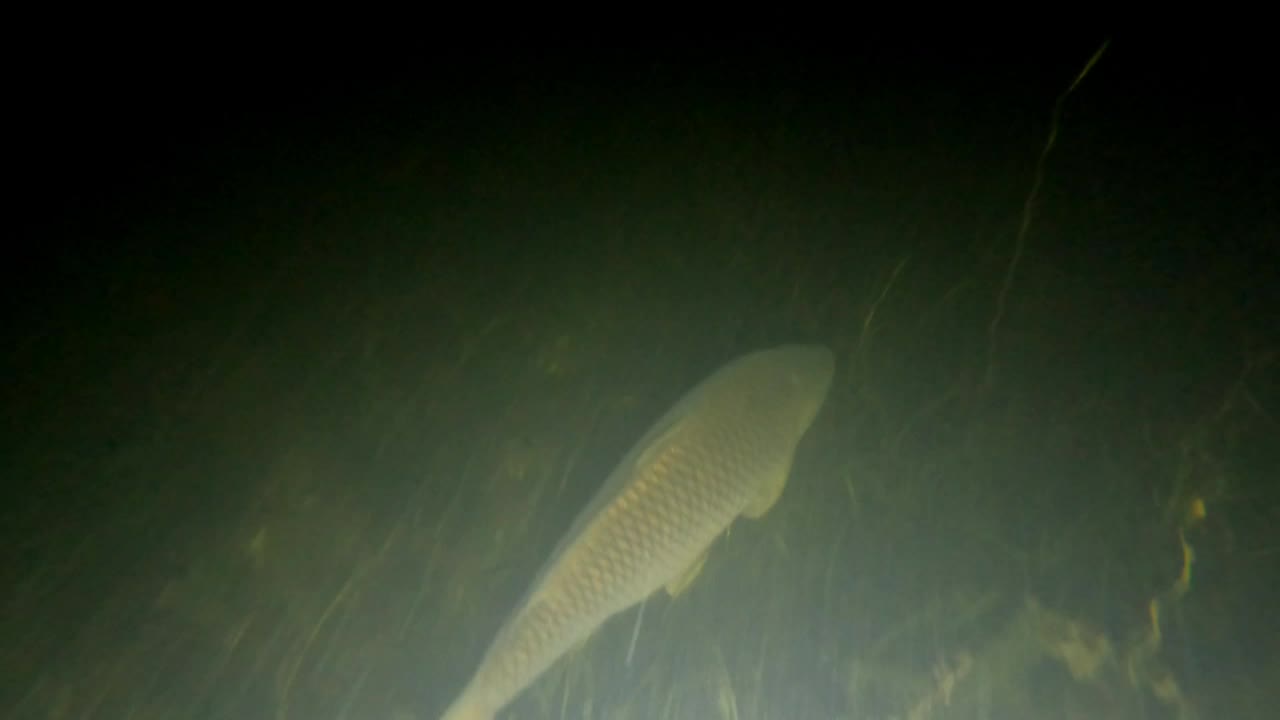 Graham Montague Episode 5