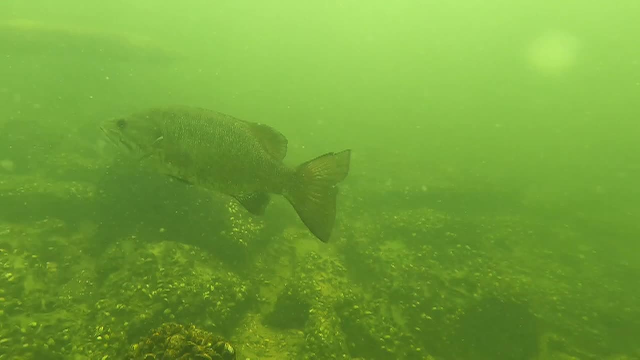 Graham Montague Episode 4