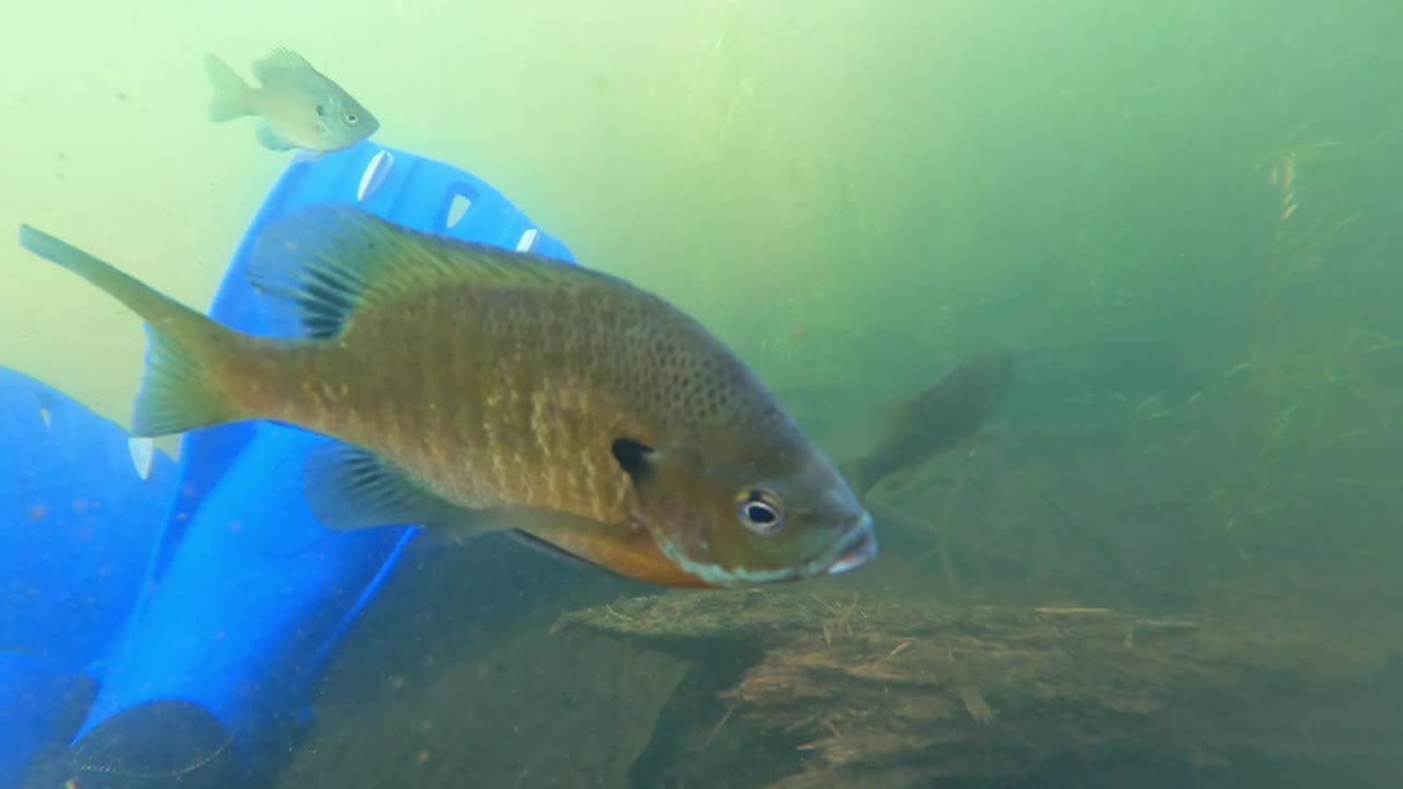 Graham Montague Episode 2