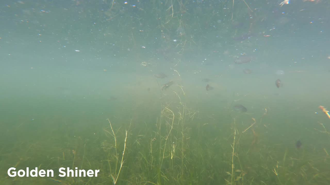 Graham Montague Episode 1