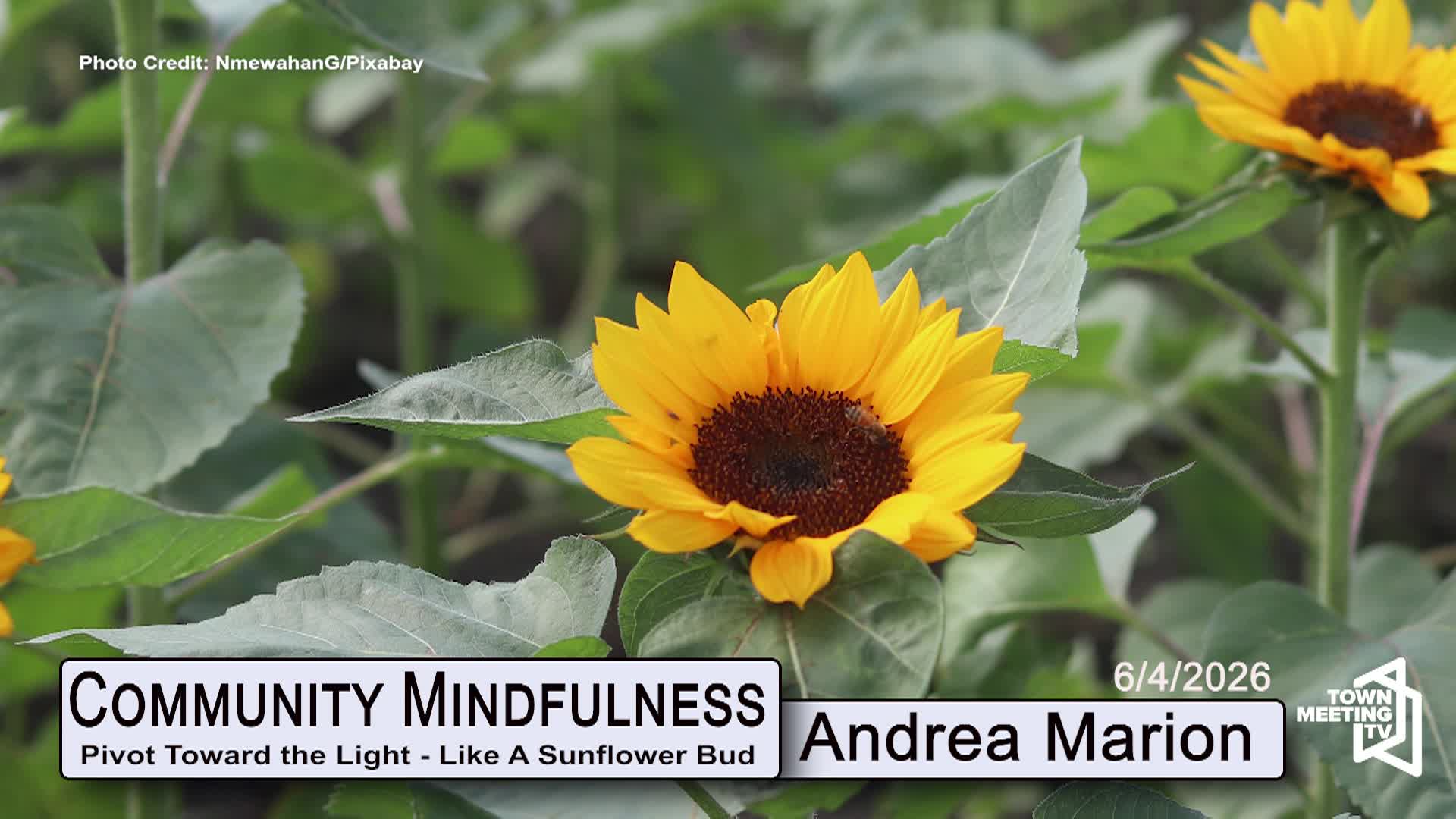 Thumbnail image for Community Mindfulness [Pivot Toward the Light - Like A Sunflower Bud] | 06/04/2026